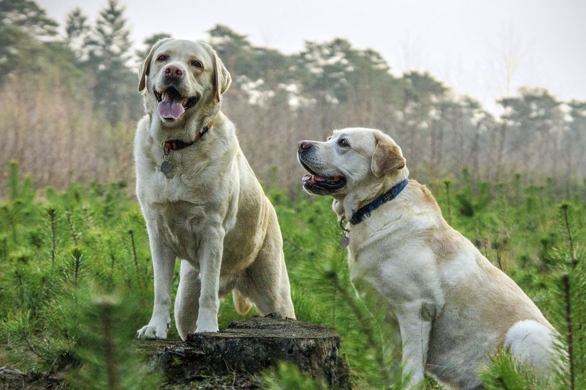 Ilustrasi anjing ras Labrador. 