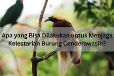 Apa yang Bisa Dilakukan untuk Menjaga Kelestarian Burung Cenderawasih?