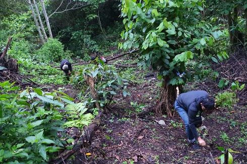 Polisi Pagaralam Temukan 3 Hektar Lahan Ganja di Tengah Semak Belukar