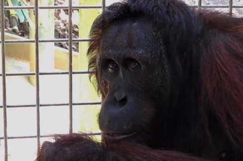 6 Orangutan Dilepasliarkan di Hutan di Kutai Timur