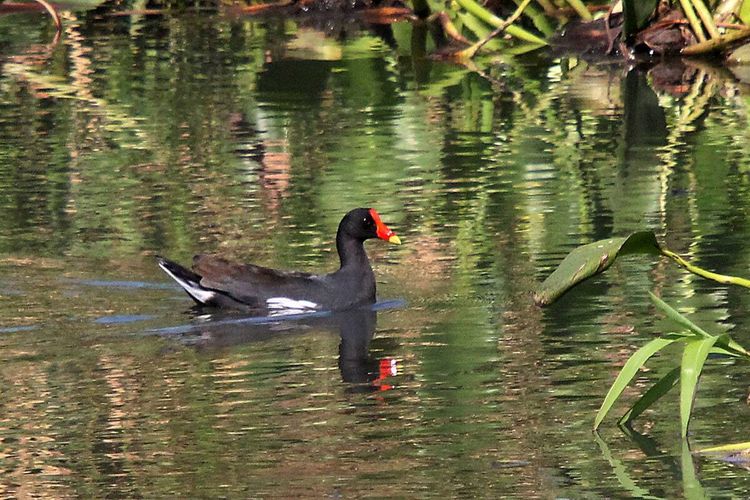 Seekor mandar batu atau Common Moorhen (Gallinula chloropus) berenang di antara tanaman air di Danau Limboto. Burung ini mudah dijumpai namun peka dengan kehadiran manusia.