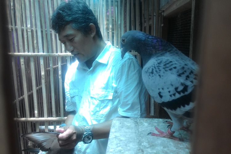 Bagus Rahardjo, pemilik pembiakan merpati pos di Kulon Progo. Satrio Paningit, merpati pos yang dipegangnya, merupakan indukan utama di penangkaran miliknya.