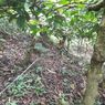 Ada Retakan Tanah di Kebun Kopi Desa Sidomulyo Jember, Berpotensi Longsor ke Jalur KA