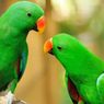 Alasan Mengapa Burung Beo Dapat Menirukan Suara Manusia
