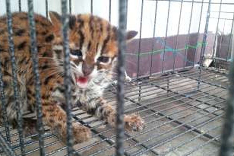 Seekor Kucing Hutan yang berhasil diamankan BKSDA Kalbar dari pemiliknya (7/3/2016)