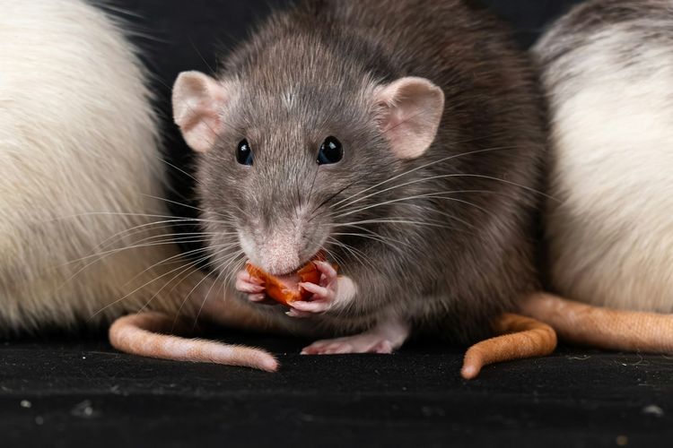 Ilustrasi tikus.