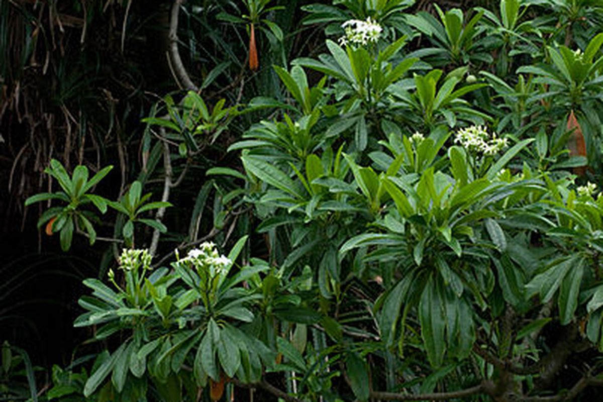 Tumbuhan bintaro (Cerbera manghas)