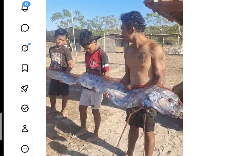 Benarkah Oarfish Muncul di Pantai Pink Lombok Pertanda Gempa? Ini Penjelasannya