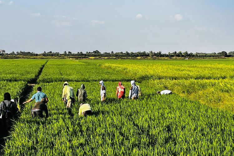 Pakai Metode Amran, Petani Merauke Hemat Rp 9 Juta, Potensi 10 Ton/Hektare