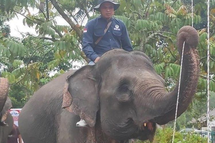 
Tiga ekor gajah menjadi petugas upacara pada peringatan HUT RI ke-78 di halaman kantor BBKSDA Riau, Kamis (17/8/2023). Gajah bernama Vera tengah mengerek tali bendera pada upacara HUT RI, Kamis (17/8/2023). 
