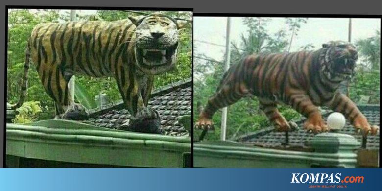 Gambar Macan Tidur Lucu