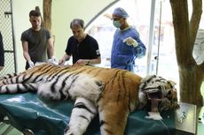 Sakit Panggul, Igor Si Harimau Siberia Jalani Perawatan Sel Punca 