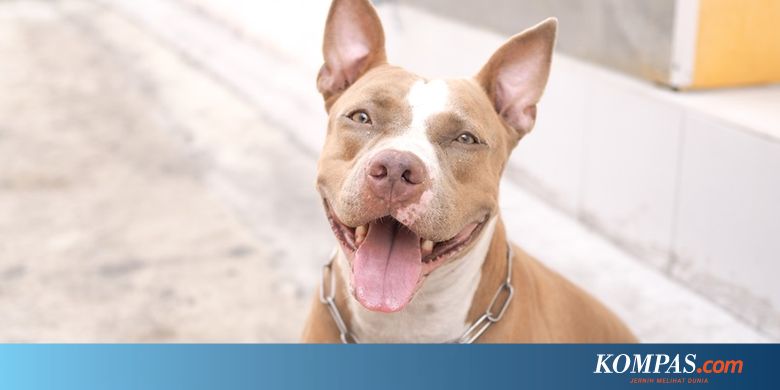 Anjing Pitbull Yang Gigit Satpam Akan Disita Jika Dibiarkan