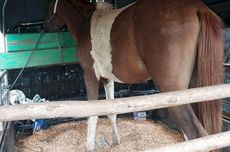 Curi Kuda, Pria di Kupang Sewa Mobil Pikap Rp 5 Juta