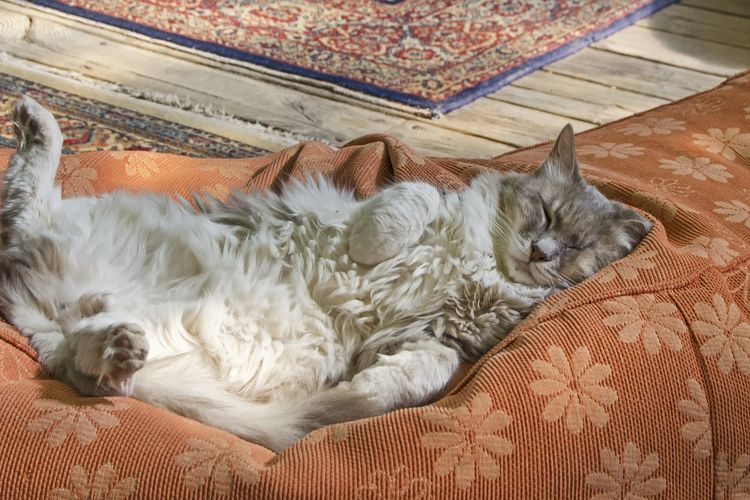 Ketika percaya dengan lingkungannya, dan ketika dalam mood yang bahagia, kucing akan tidur telentang dan memperlihatkan area sensitifnya yaitu perut.