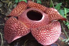 Sejarah Penemuan Bunga Rafflesia Arnoldii, Begini Ceritanya...