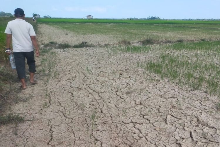 Ratusan Hektare Sawah Terancam Gagal Panen, Petani Adat Hukaea Laea Bombana Minta Bantuan Sumur Bor