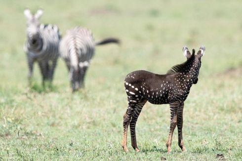 Kaleidoskop 2019: 5 Kejadian Langka, Moonbow hingga Zebra Polkadot