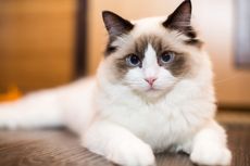 5 Penyebab Kucing Memuntahkan Makanan, dari Penyakit sampai Hairball