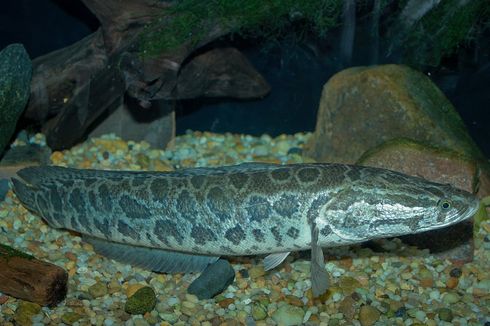 Ikan Predator Paling Menyeramkan di AS Ternyata Berasal dari Indonesia