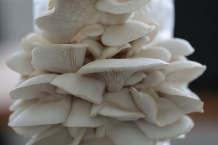 Ilustrasi jamur tiram, budidaya jamur tiram. 