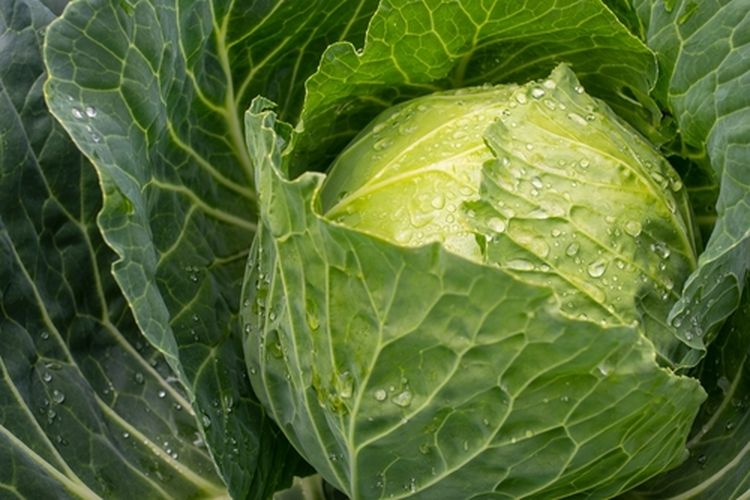 Tanaman kol atau kubis