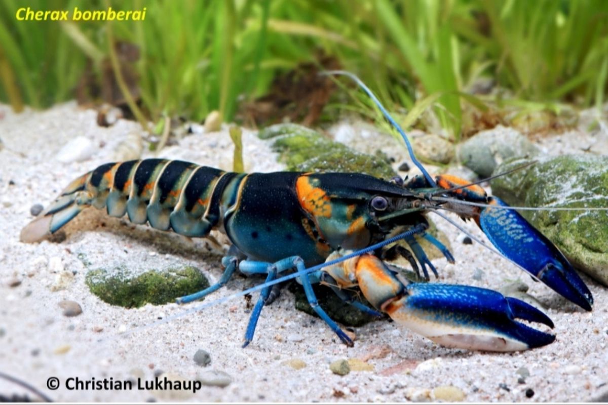 Lobster jenis baru