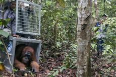 Brown, Kokom, dan Zola Akhirnya Kembali ke Habitatnya...