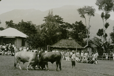 Asal-usul Nama Minangkabau, Berawal dari Adu Kerbau