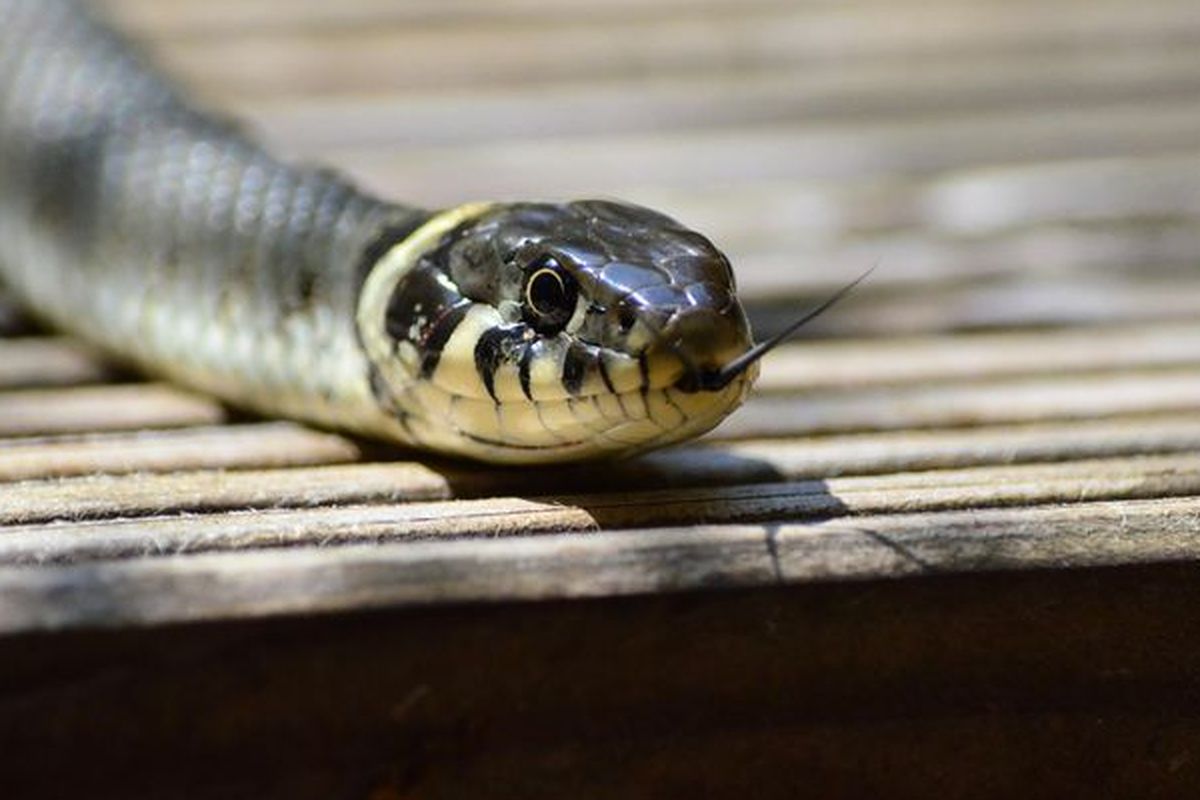 Chiroyli yalangoch Latina ayollarining fotosuratlari
