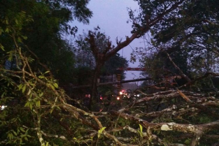 Pohon tumbang jenis Sogo di Jalan Raya Cepu - Blora KM 9 wilayah Kecamatan Sambong, Kabupaten Blora, Jawa Tengah menelan korban jiwa. Pohon Sogo berukuran besar itu roboh akibat hujan lebat disertai angin kencang hingga berujung menimpa mobil Toyota Kijang Rover bernopol K 8662 BN yang tengah melintas.