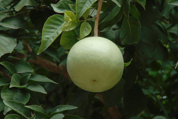 Ilustrasi buah maja.