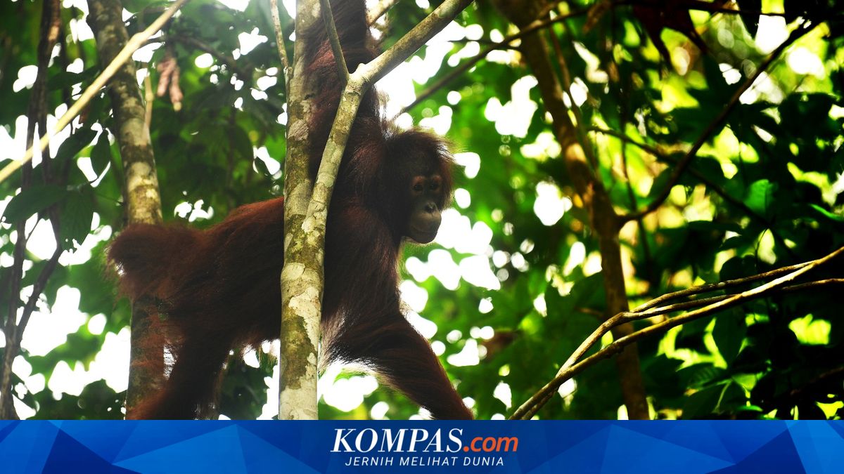 Usai Rehabilitasi 6 Tahun, Tiga Orangutan Korban Peliharaan Ilegal Kembali ke Hutan Kaltim