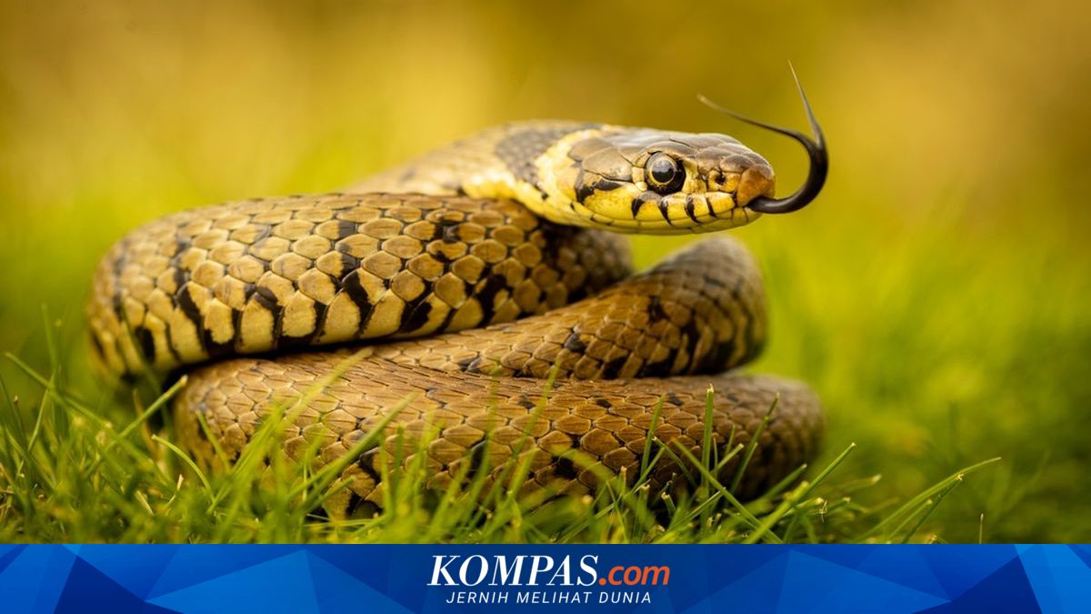 Pria di China Dipenjara Usai Ternak 309 Ular Piton di Rumahnya