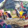 Gandeng Petambak Lokal, PT Perikanan Indonesia Panen 20,6 Ton Udang Vaname di Pekalongan