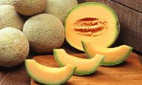 Tips Memilih Melon yang Matang dan Manis