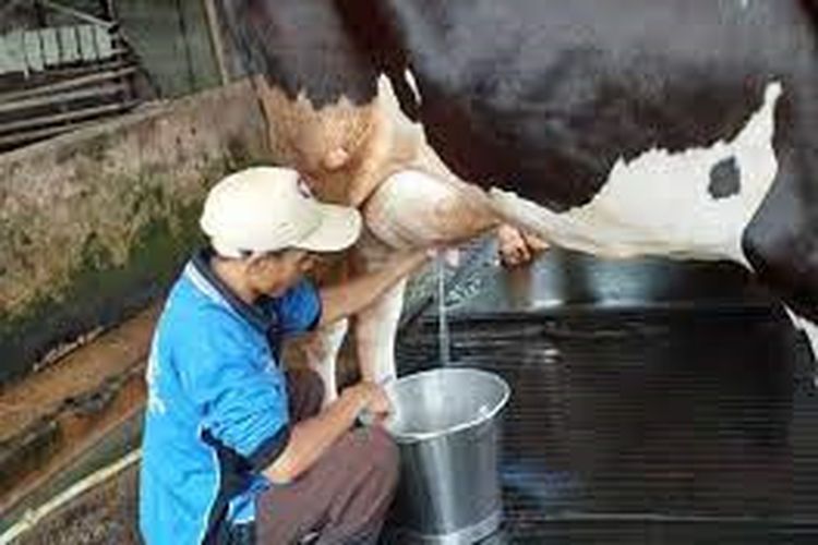 Produksi Susu RI Baru 20 Persen, Sapi Grati Jadi Andalan Dorong Swasembada 