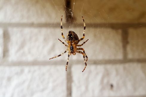 Mudah, Begini Cara Mencegah Laba-laba Masuk ke Rumah