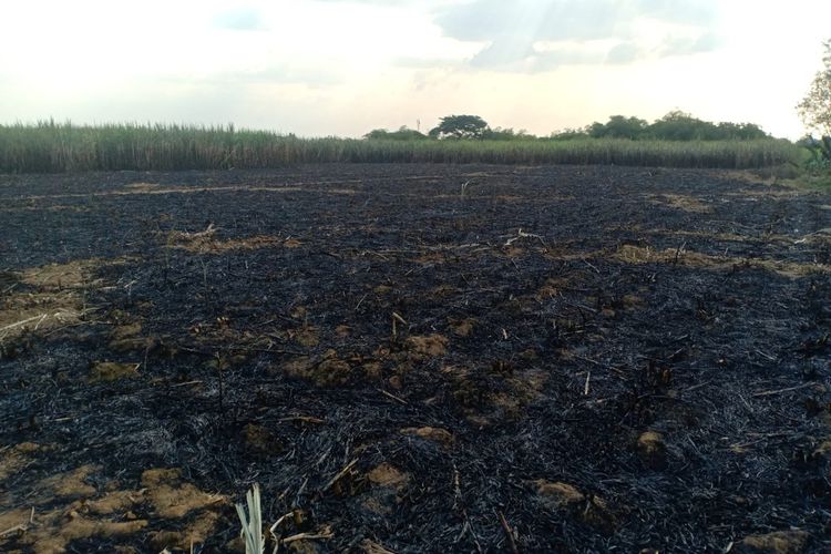 Suasana kebakaran lahan tebu di Desa Karangmalang, Kecamatan Gebog, Kabupaten Kudus, Jawa Tengah, Rabu (8/9/2021) sore. Seorang petani tewas terbakar.