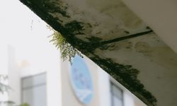 10 Tanda Lumut di Plafon Rumah Mulai Berbahaya, Jangan Abaikan!