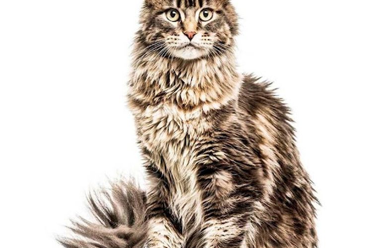 kucing maine coons