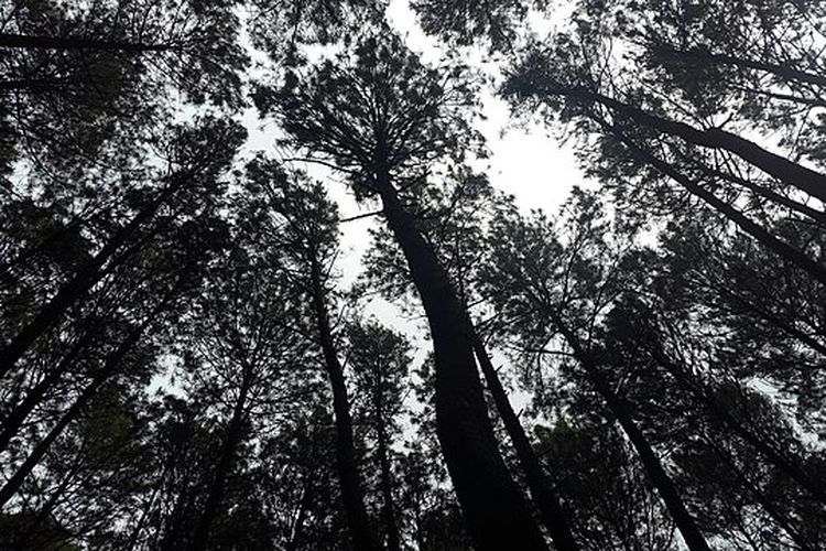 Pepohonan di Hutan Pinus Imogiri