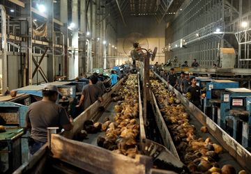 Pabrik Kelapa di Halmahera Utara Berpotensi Serap 20.000 Tenaga Kerja