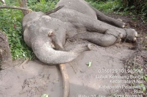 Gajah di TN Tesso Nilo Riau Mati Diracun, Gadingnya Hilang