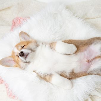 Ilustrasi tempat tidur anjing