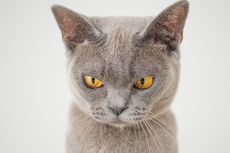 8 Fakta Rabies yang Perlu Dipahami, Kucing Juga Bisa Jadi Pembawa