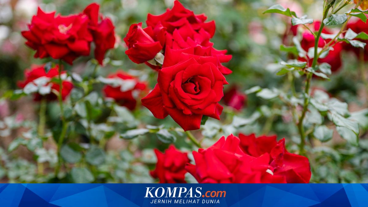 7 Cara Merawat Tanaman Bunga di Dalam Pot agar Tumbuh Subur