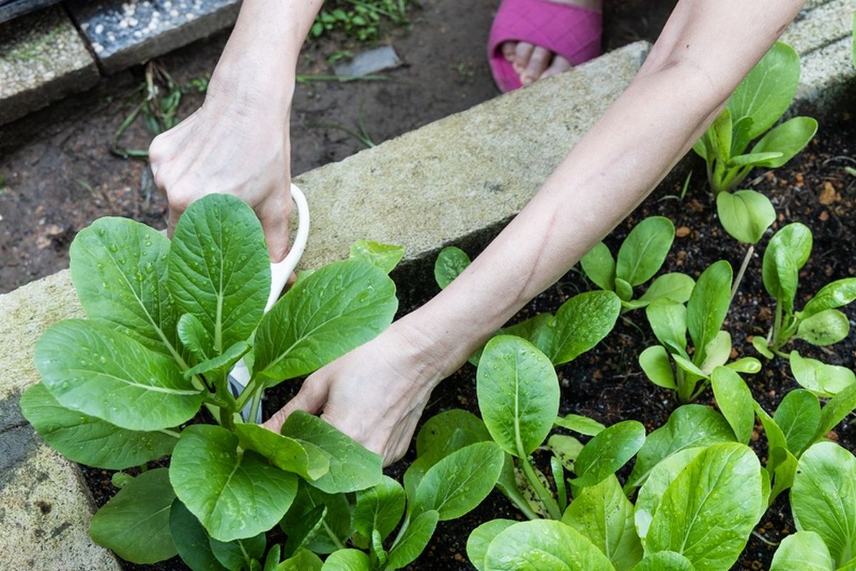 Ilustrasi menanam sawi hijau atau caisim. 