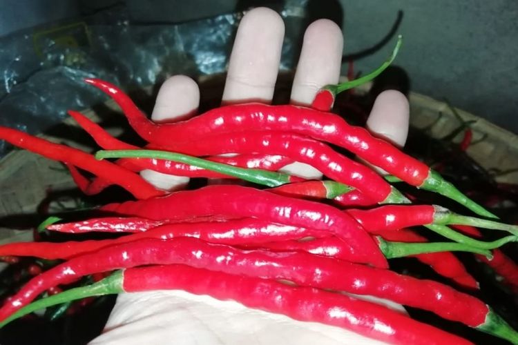 Panen cabai lokal dari kebun di samping rumah. Tapi sayang harganya murah