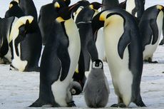 Akibat Perubahan Iklim, Penguin Kaisar Kini Terancam Punah
